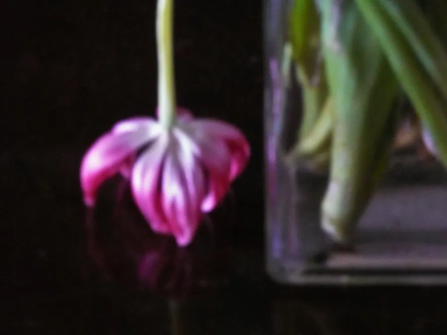 Bloom, Quickly, Quickly — Stills and nature, photograph by Esther Piaskowski