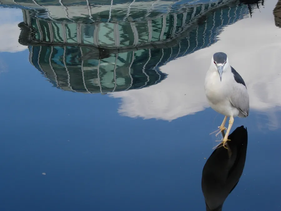 A night heron perched on a post in water that reflects a glass conservatory, photograph by Esther Piaskowski