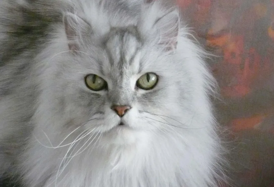 Frizzy — Fauna, photograph by Esther Piaskowski