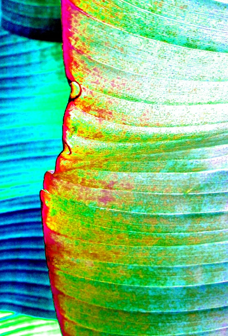 Leaf 1 — Stills and nature, photograph by Esther Piaskowski