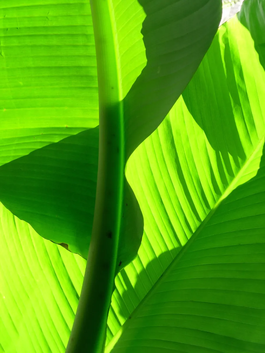 Leaf 3 — Stills and nature, photograph by Esther Piaskowski