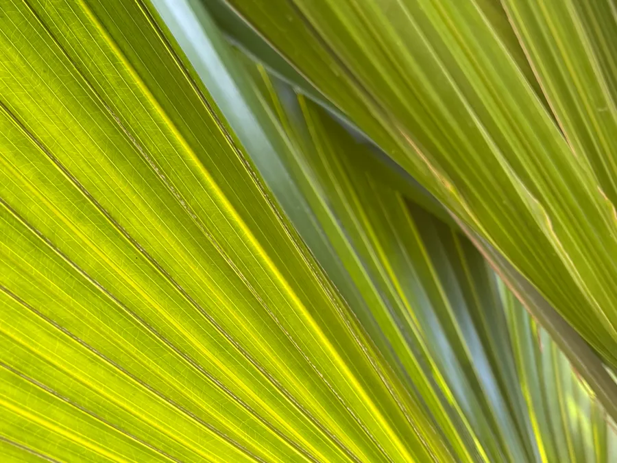 Close view of a yellow-green palm frond, photograph by Esther Piaskowski