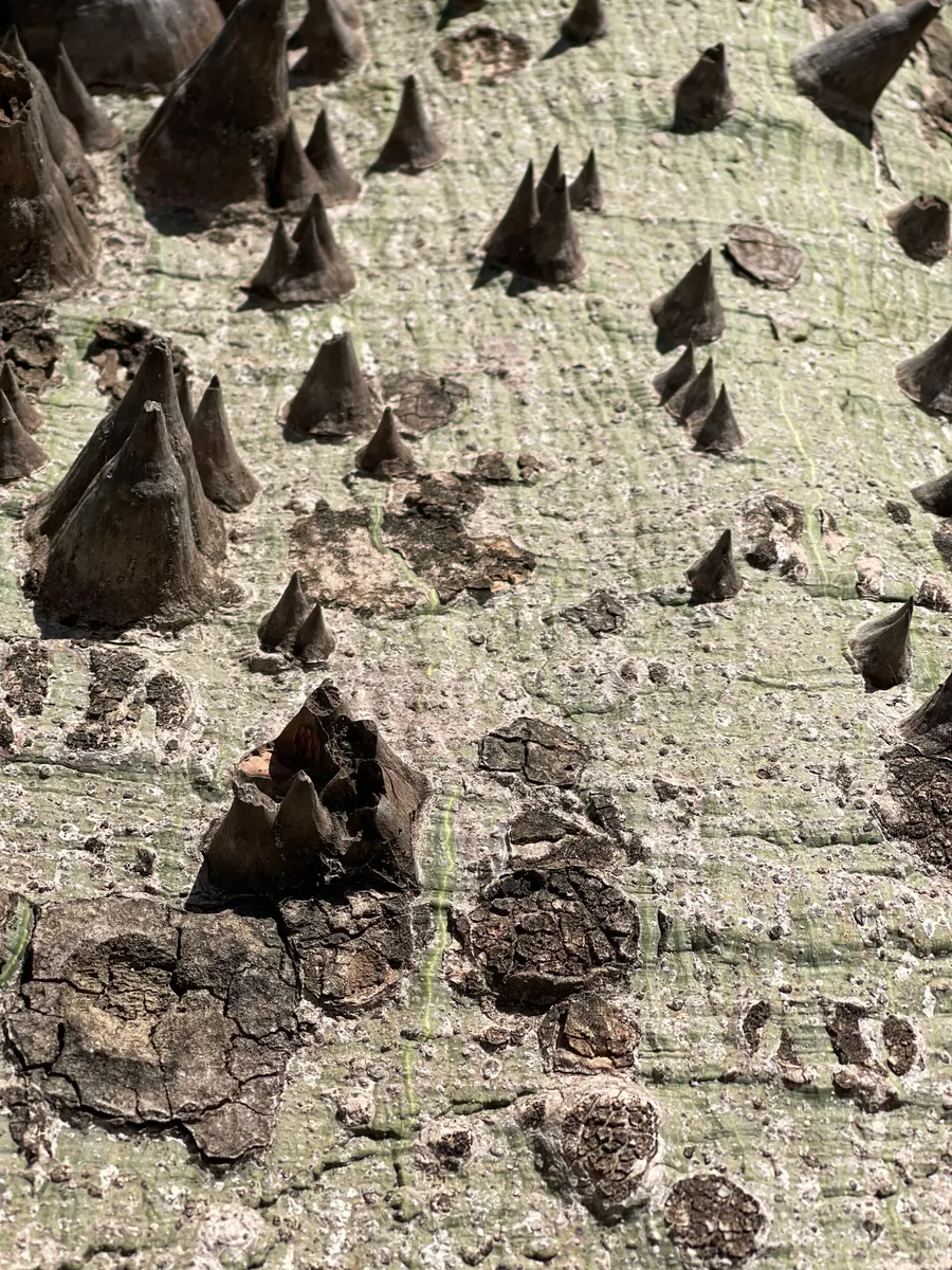 Close view of a tree trunk covered in conical thorns, photograph by Esther Piaskowski